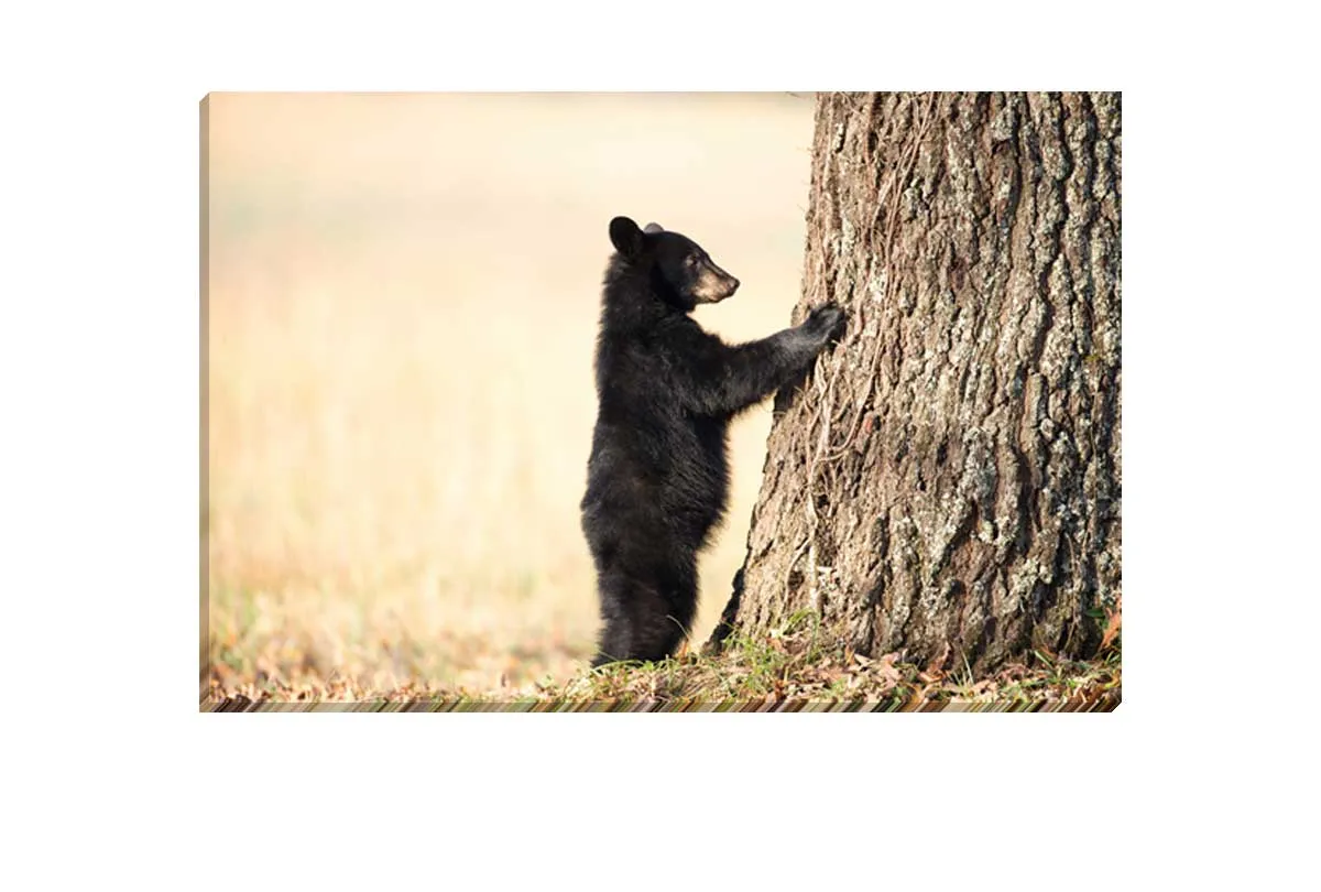 Black Bear Cub | Canvas Wall Art Print