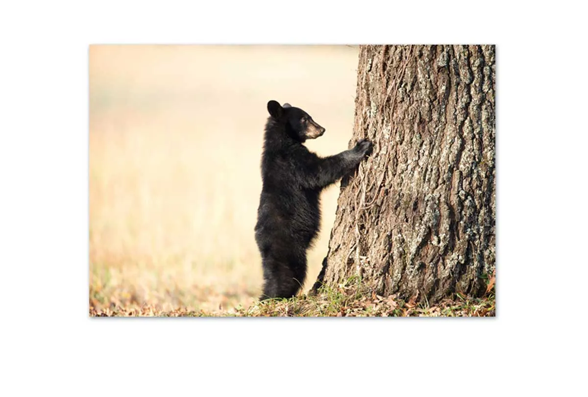 Black Bear Cub | Canvas Wall Art Print