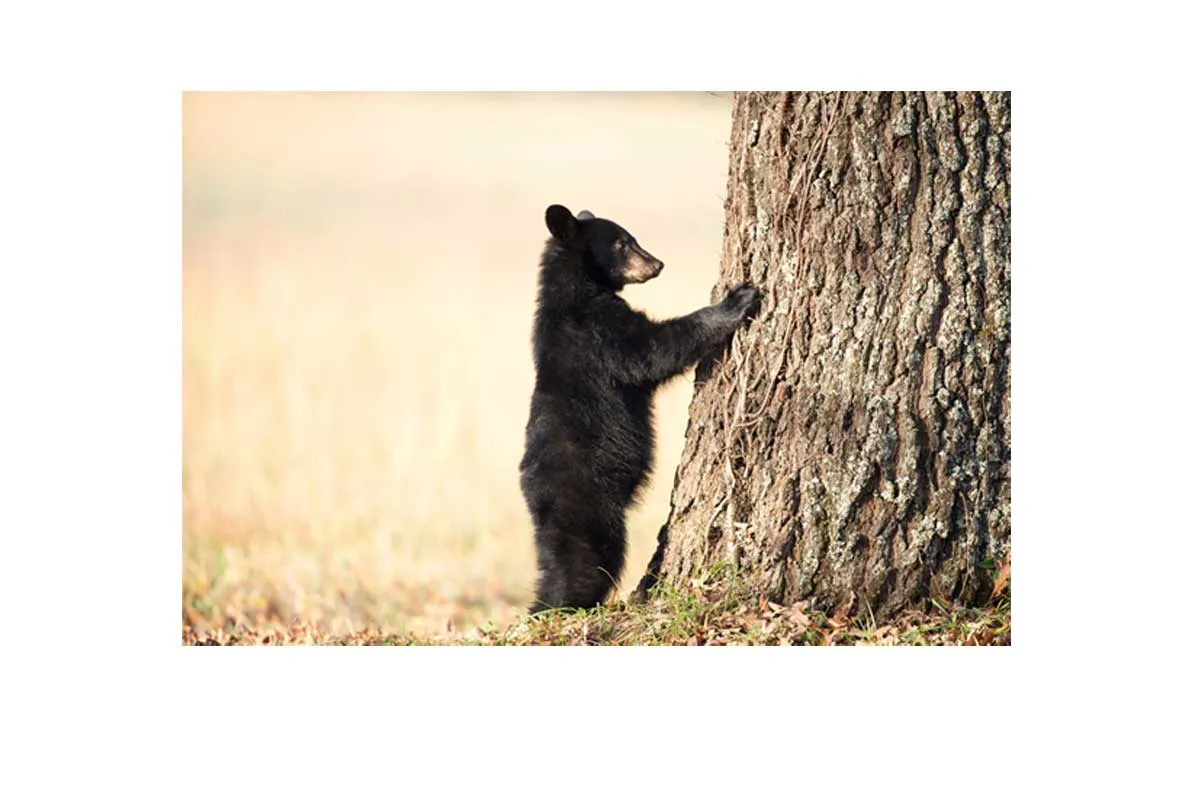 Black Bear Cub | Canvas Wall Art Print