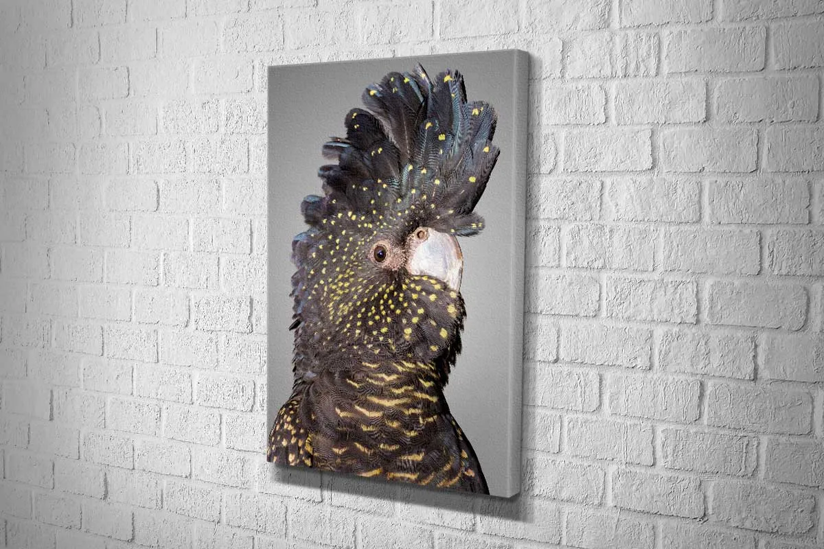 Black Cockatoo 2 | Canvas Wall Art Print