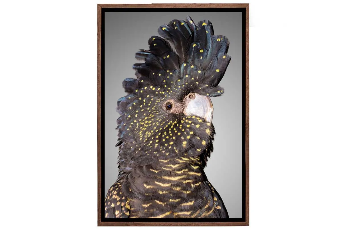 Black Cockatoo 2 | Canvas Wall Art Print