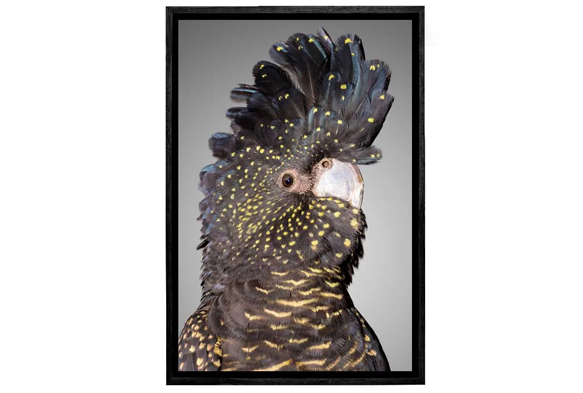 Black Cockatoo 2 | Canvas Wall Art Print