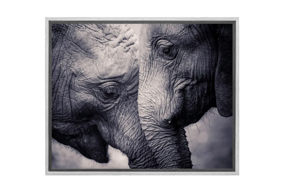 Elephant Love | Canvas Wall Art Print