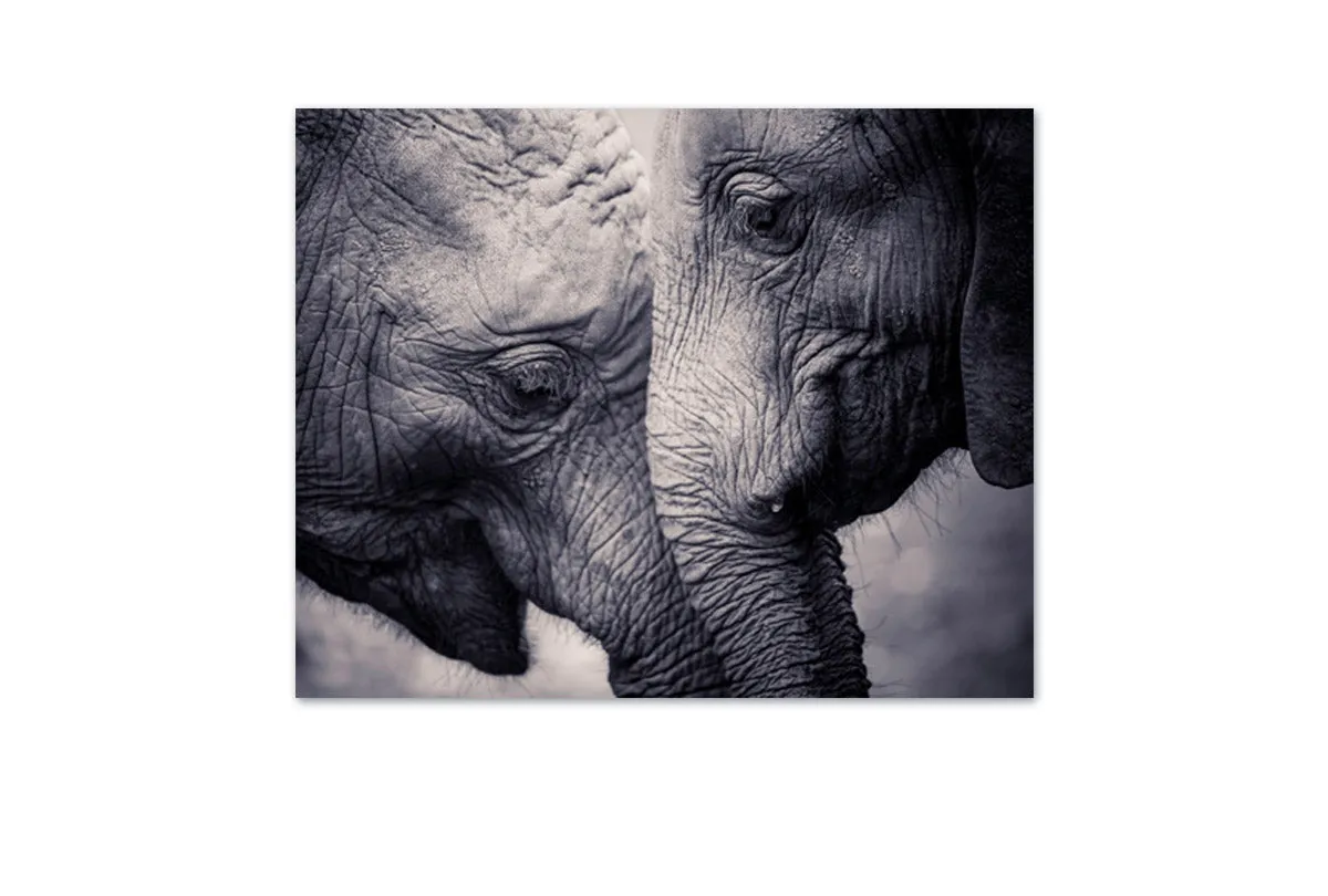 Elephant Love | Canvas Wall Art Print