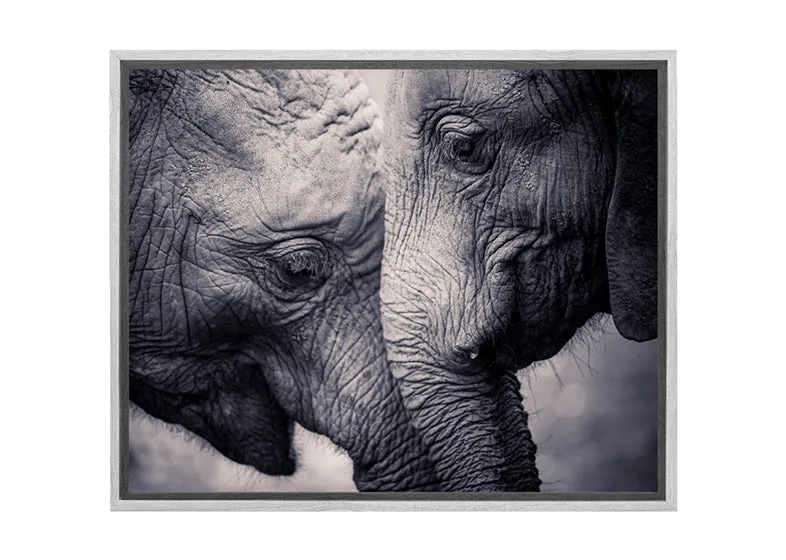 Elephant Love | Canvas Wall Art Print