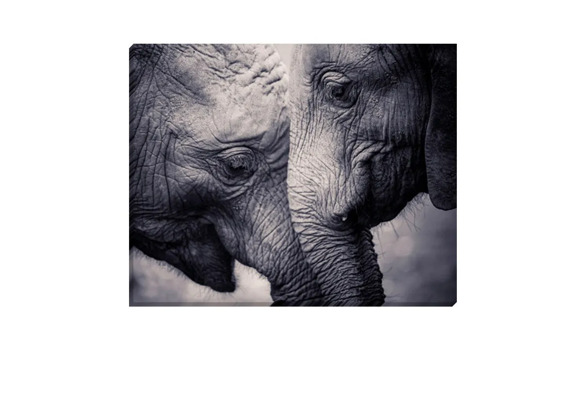 Elephant Love | Canvas Wall Art Print