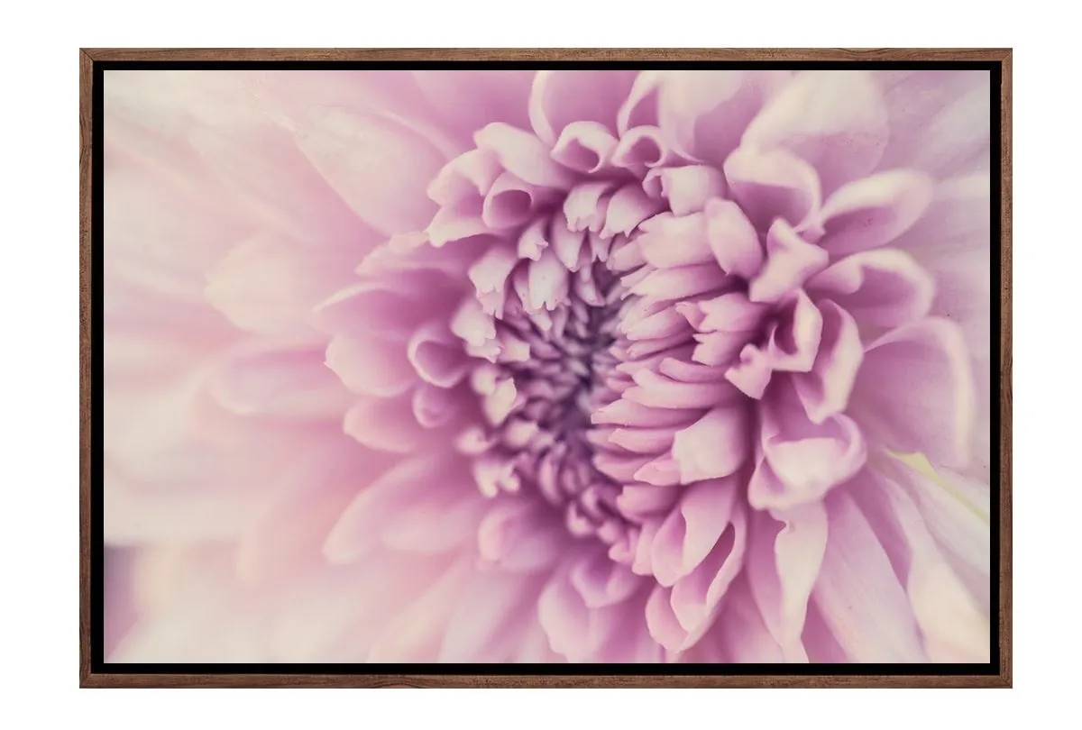 Lilac Bloom | Canvas Art Print