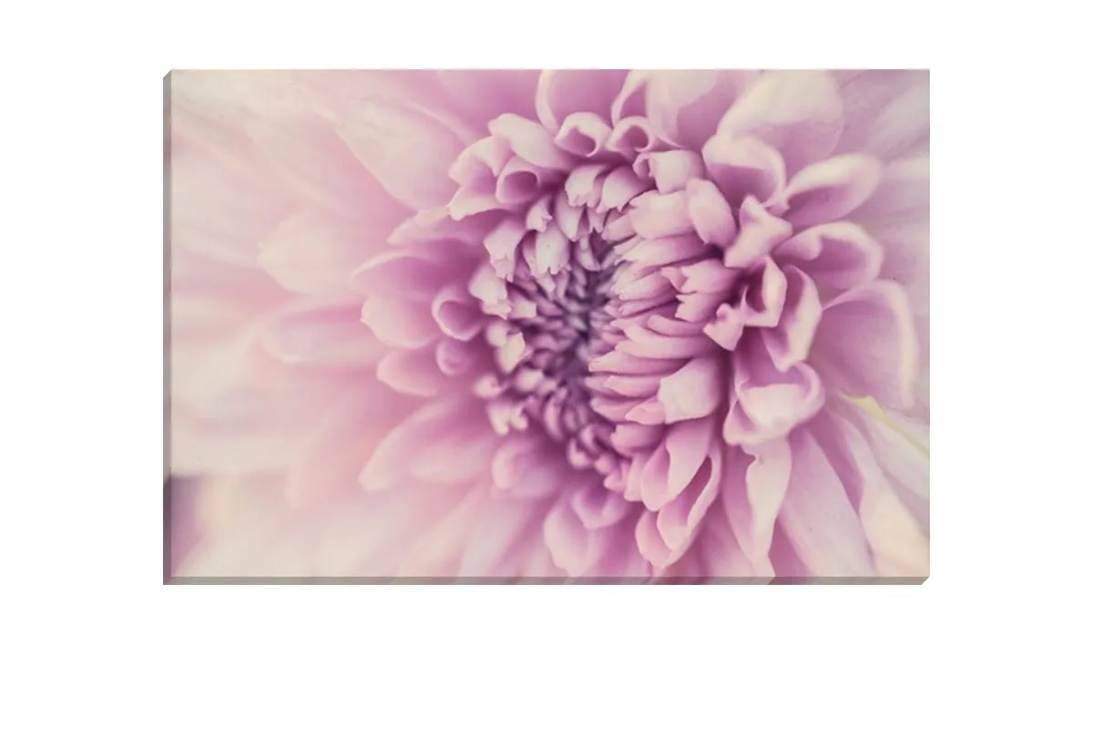 Lilac Bloom | Canvas Art Print