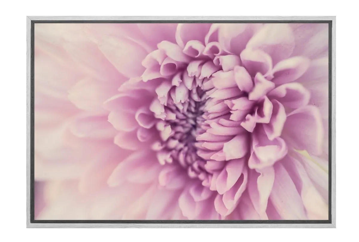 Lilac Bloom | Canvas Art Print