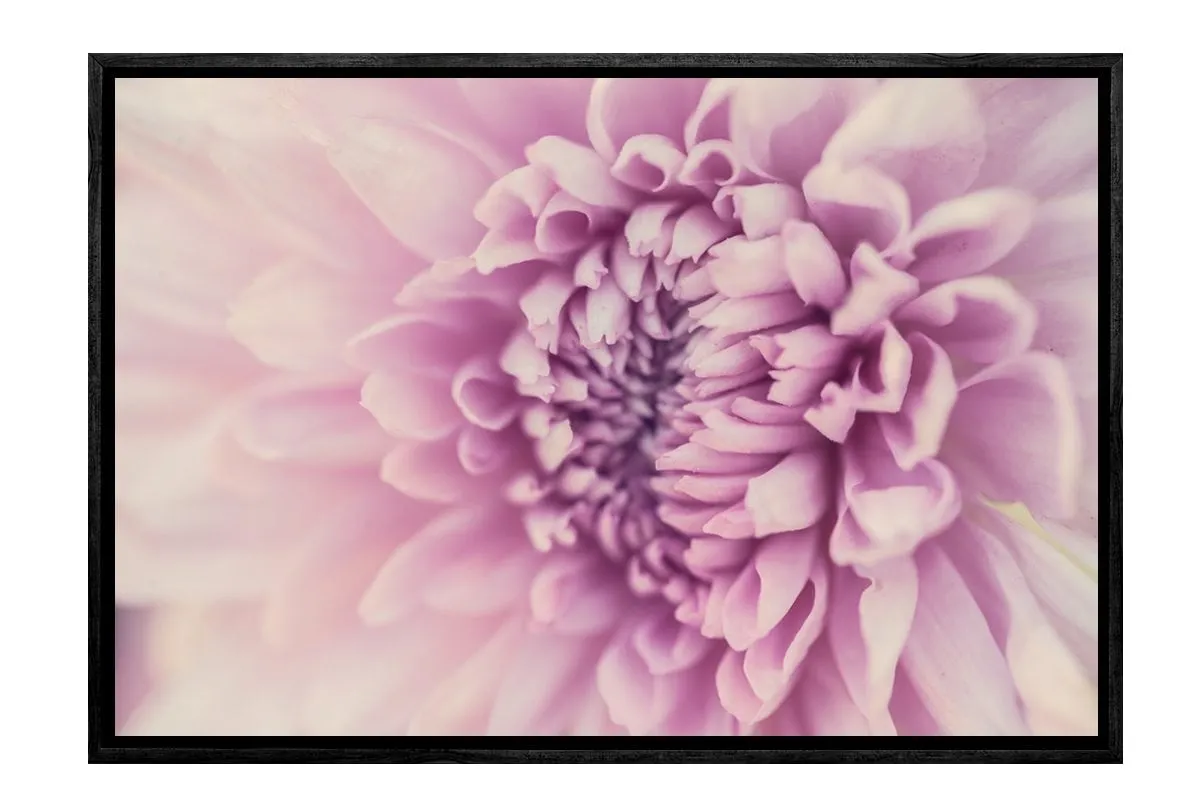 Lilac Bloom | Canvas Art Print