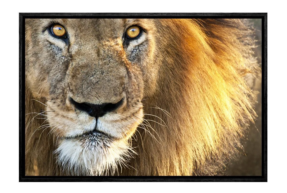 Lion | Canvas Wall Art Print