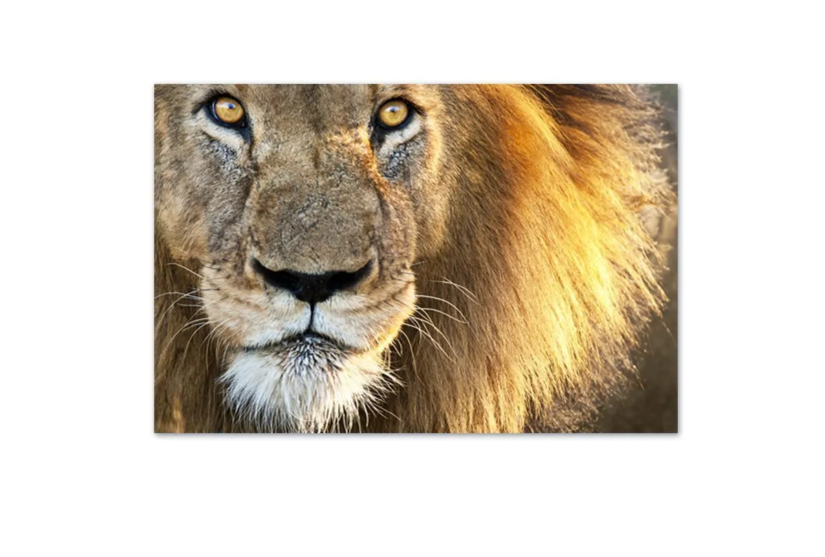 Lion | Canvas Wall Art Print