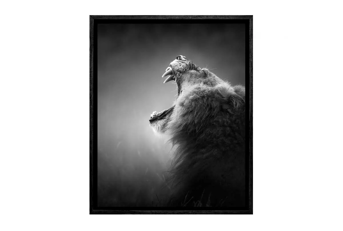 Lion Roar 2 | Canvas Art Print