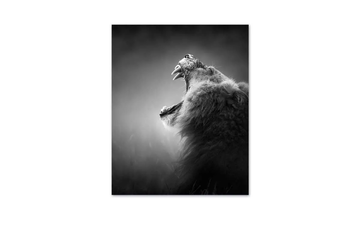 Lion Roar 2 | Canvas Art Print