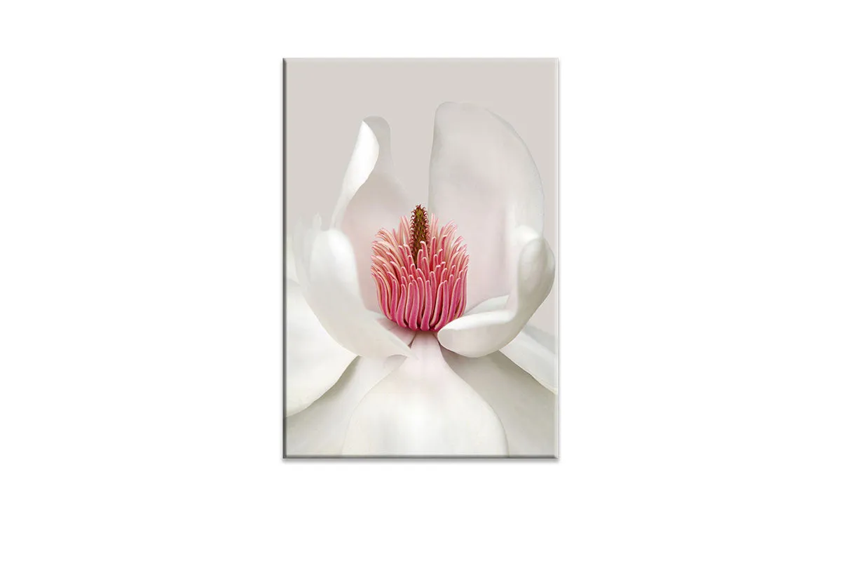 Magnolia Close-Up | Flower Wall Art Print