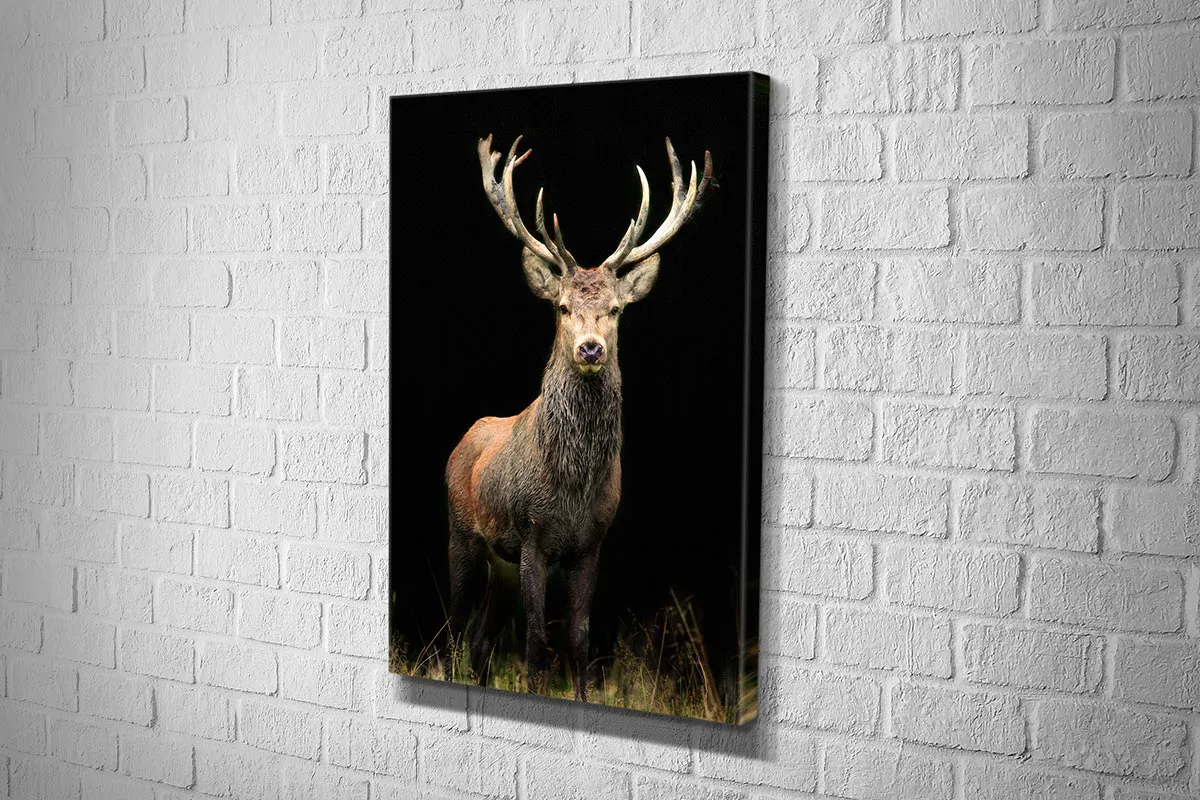 Majestic Deer Stag | Canvas Wall Art Print