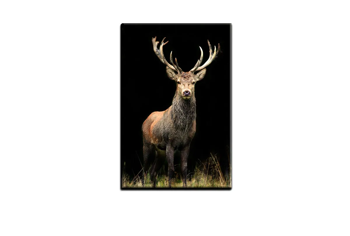 Majestic Deer Stag | Canvas Wall Art Print