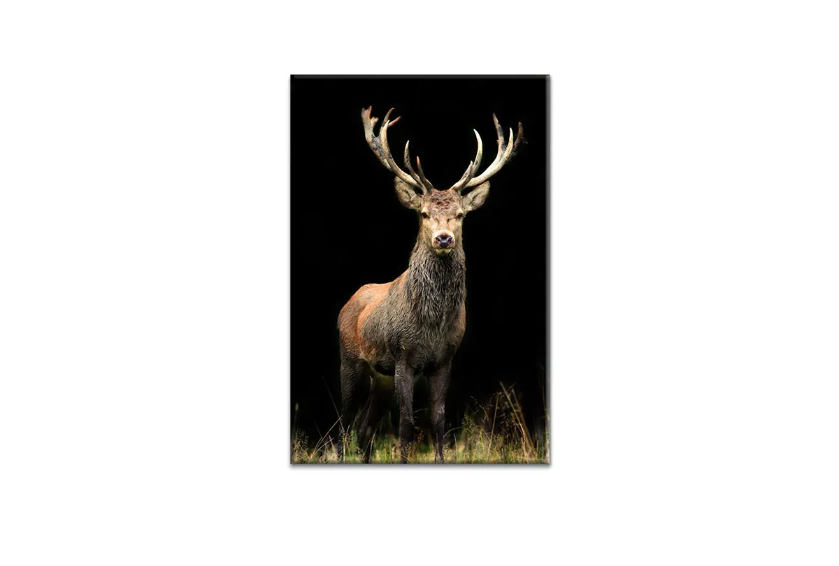 Majestic Deer Stag | Canvas Wall Art Print