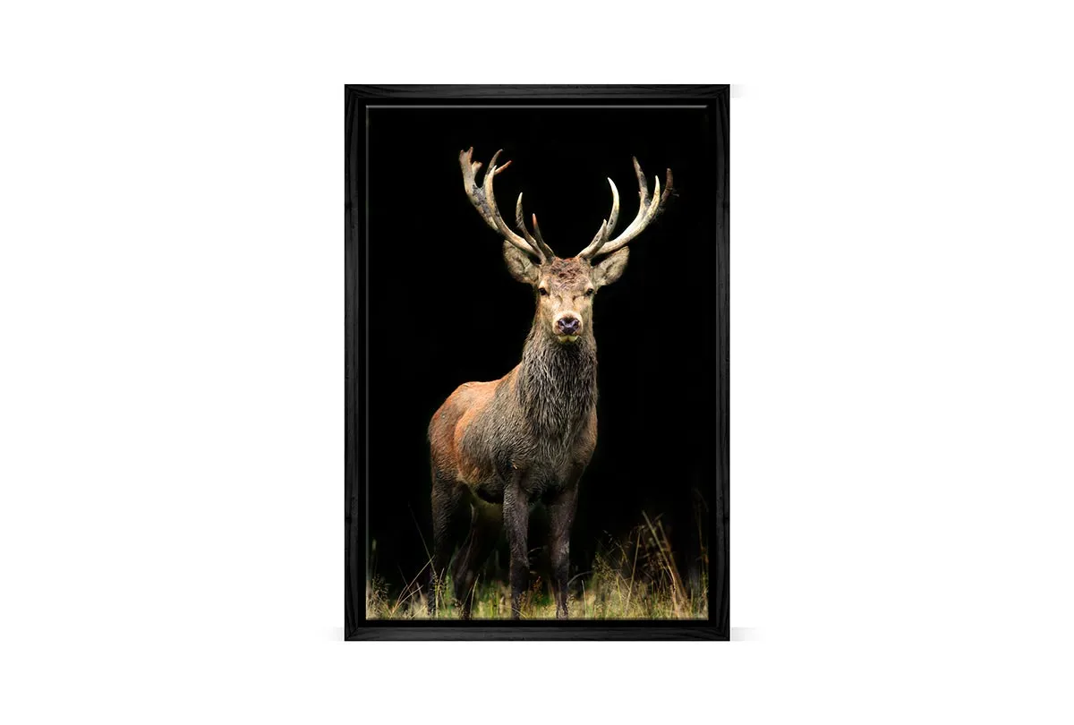 Majestic Deer Stag | Canvas Wall Art Print