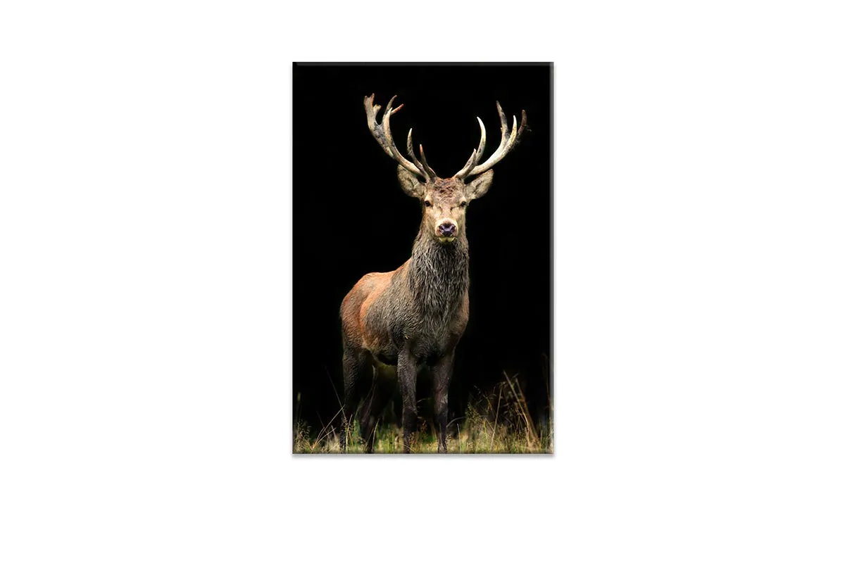 Majestic Deer Stag | Canvas Wall Art Print