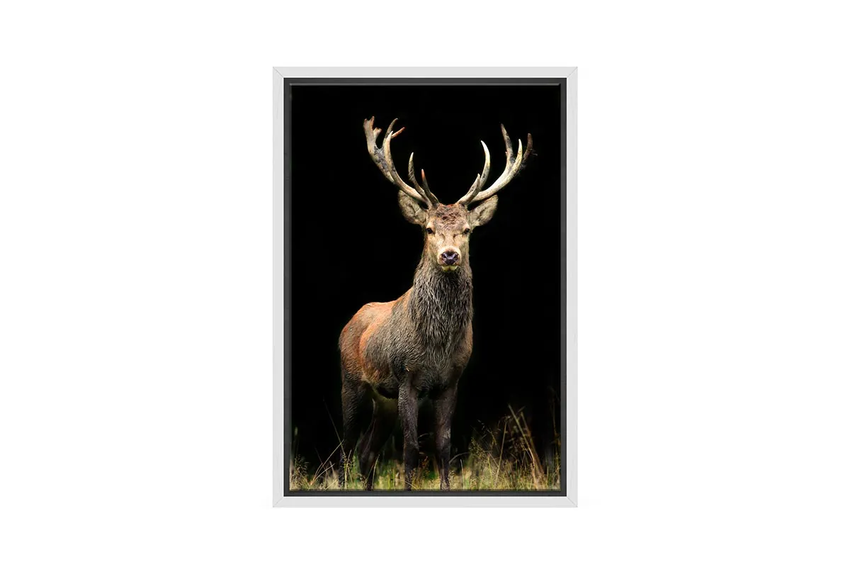 Majestic Deer Stag | Canvas Wall Art Print