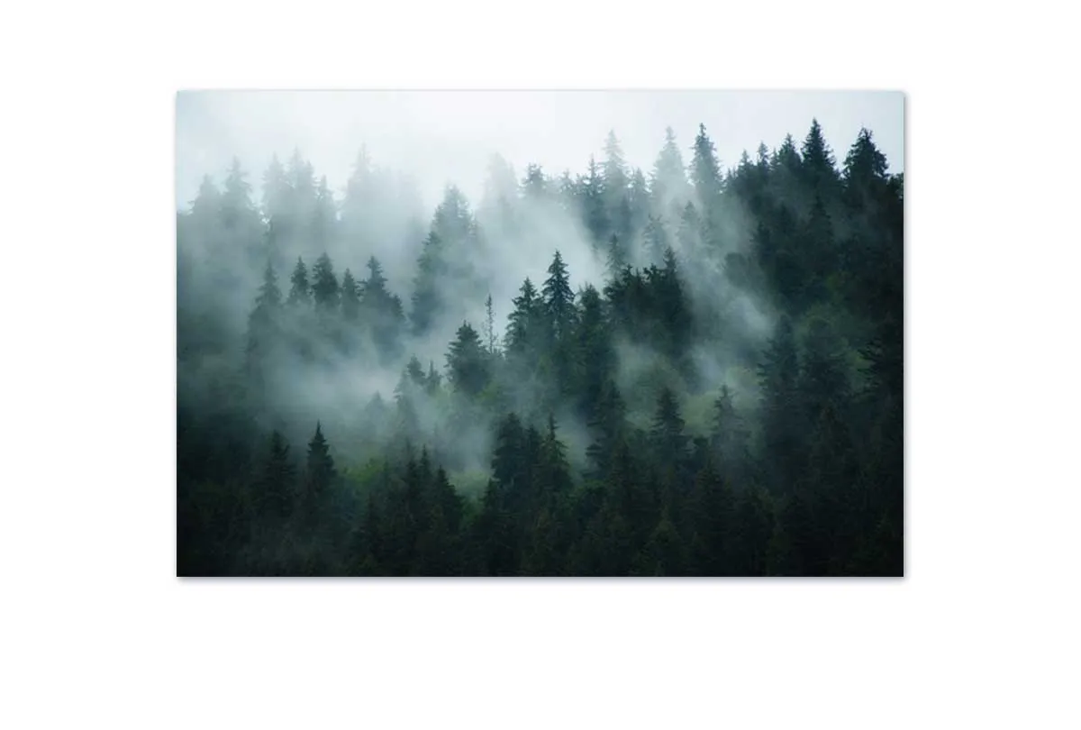 Misty Pine Forest 2 | Canvas Wall Art Print