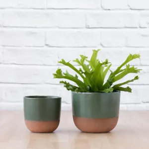 Pluto Planter - Forest Green