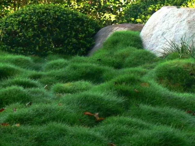 Zoysia tenuifolia 'No-Mow' Grass Groundcover Pack