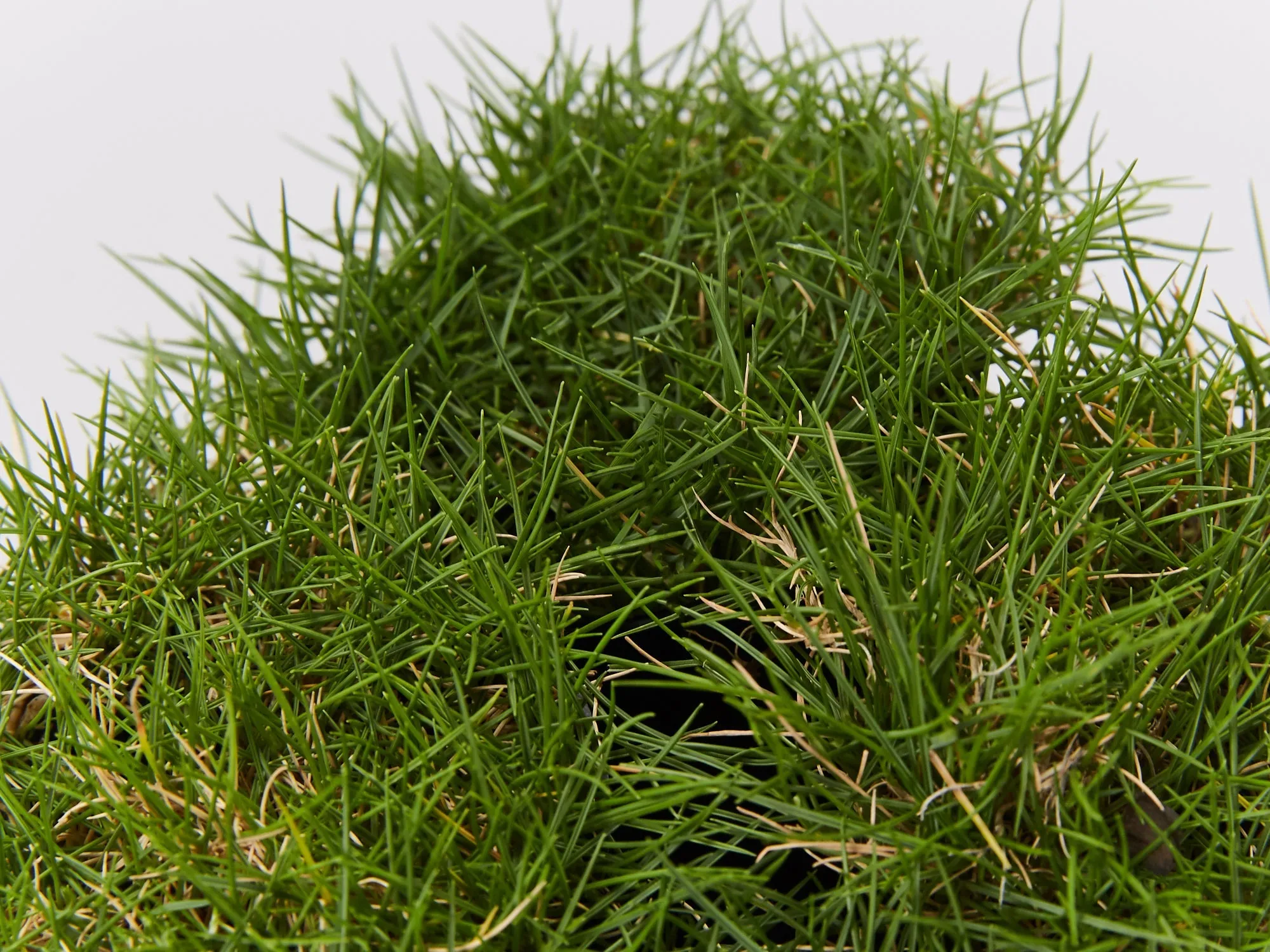 Zoysia tenuifolia 'No-Mow' Grass Groundcover Pack